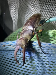 Lucanus maculifemoratus