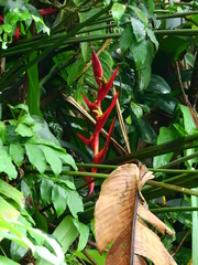 Heliconia