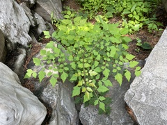 Koelreuteria paniculata