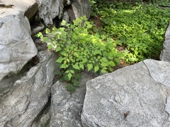 Koelreuteria paniculata