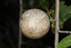 Amphibolips trizonata