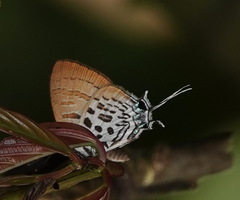 Drupadia theda