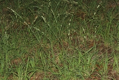 Eragrostis superba