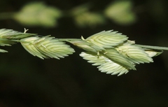 Eragrostis superba