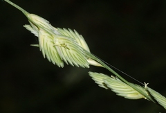 Eragrostis superba