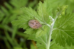 Dolycoris