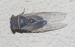 Diceroprocta semicincta