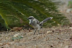 Mimus longicaudatus