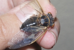 Diceroprocta semicincta