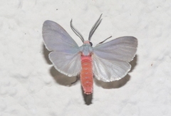 Pygarctia murina