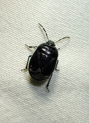 Sehirus cinctus albonotatus