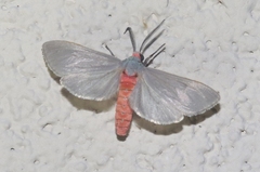 Pygarctia murina