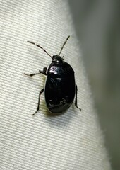 Sehirus cinctus albonotatus