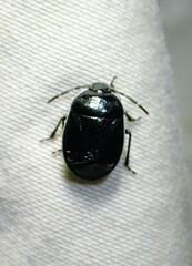 Sehirus cinctus albonotatus