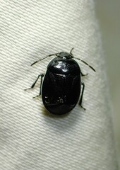 Sehirus cinctus albonotatus