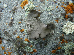 Umbilicaria decussata