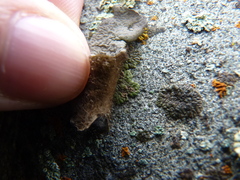 Umbilicaria decussata