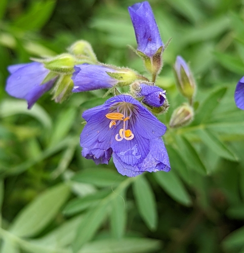 Towering Jacob's-ladder (Polemonium foliosissimum)