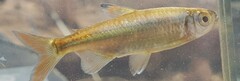Micralestes acutidens