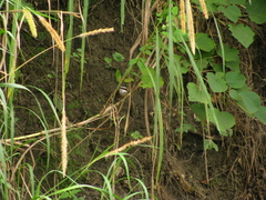 Pomatorhinus musicus