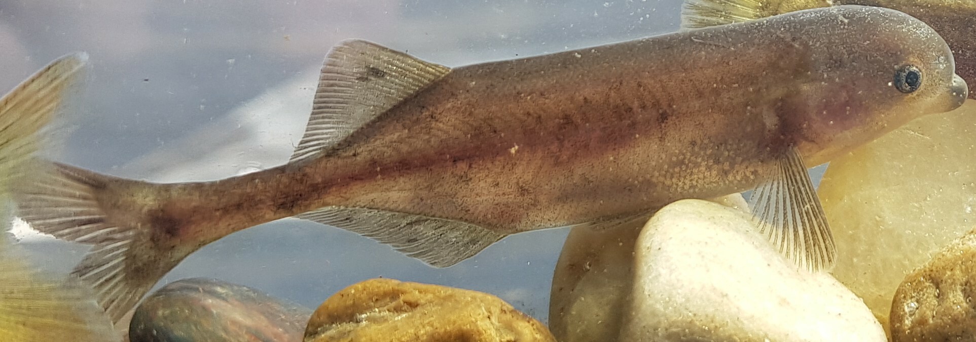 Limpopo Bulldog Fish (Marcusenius krameri) · iNaturalist
