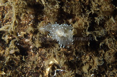 Antiopella cristata