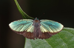 Arhopala aurea
