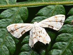 Epiplema strigulicosta