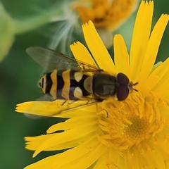 Syrphus