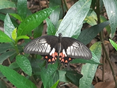 Papilio polytes