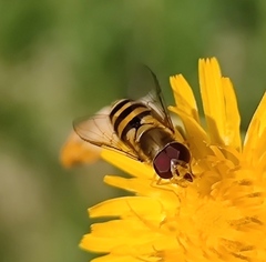 Syrphus