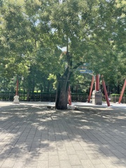 Styphnolobium japonicum