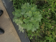 Artemisia sieversiana