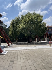 Styphnolobium japonicum