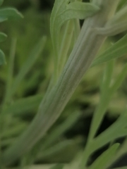 Artemisia sieversiana