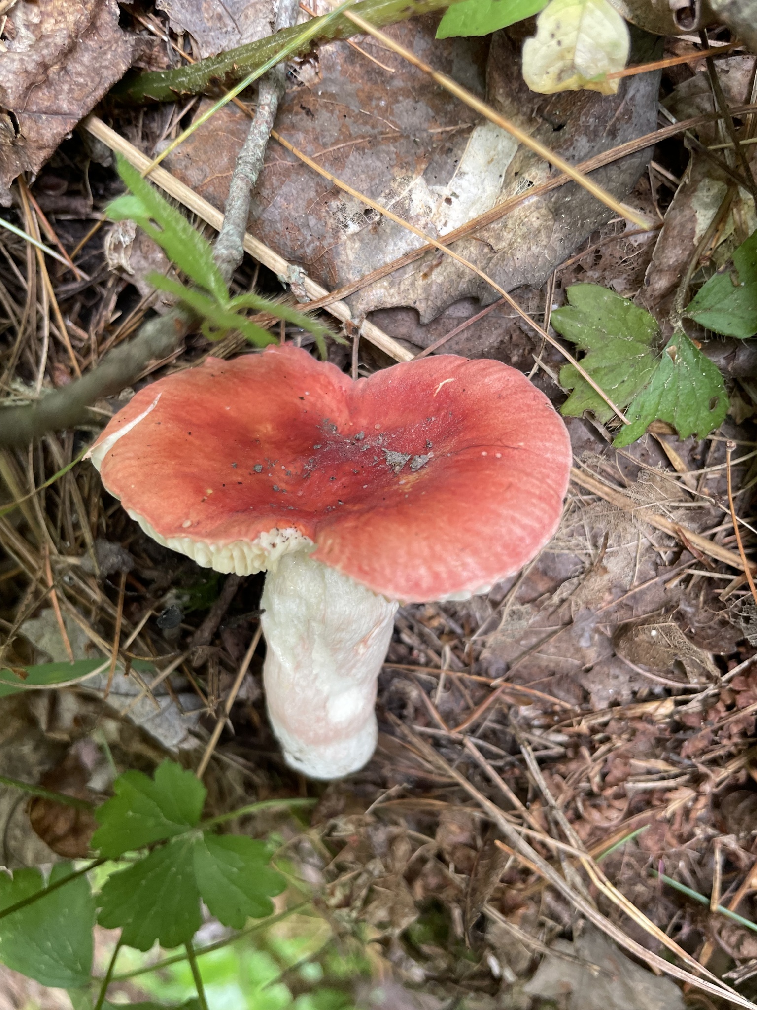 Russula rosea Pers.