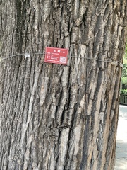 Styphnolobium japonicum