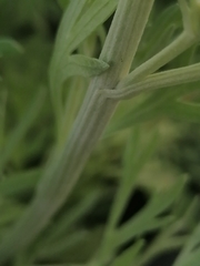 Artemisia sieversiana
