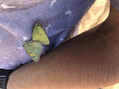 Colias eurytheme