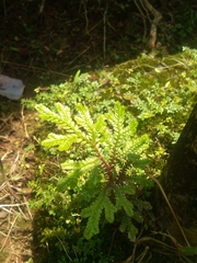 Selaginella pallescens
