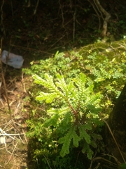 Selaginella pallescens