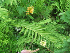 Platanthera × bicolor