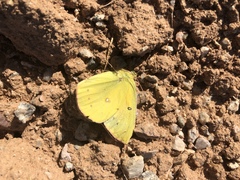 Colias eurytheme