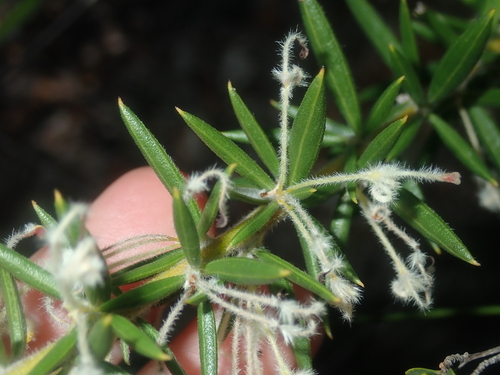 Image of Grevillea uncinulata by (c) Thomas Mesaglio, some rights reserved (CC BY)