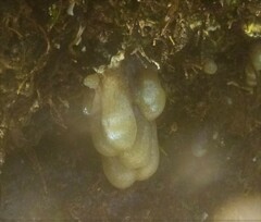 Eudistoma elongatum
