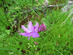 Calopogon tuberosus tuberosus