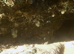 Eudistoma elongatum