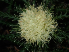 Banksia kippistiana