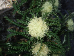 Banksia kippistiana