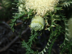 Banksia kippistiana